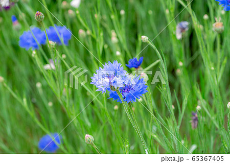 ヤグルマソウ　初夏の草花　【愛知県】 65367405