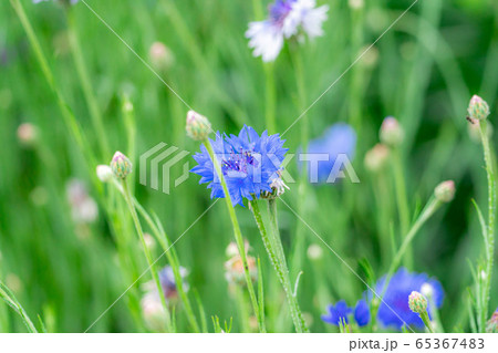 ヤグルマソウ 初夏の草花 愛知県 の写真素材