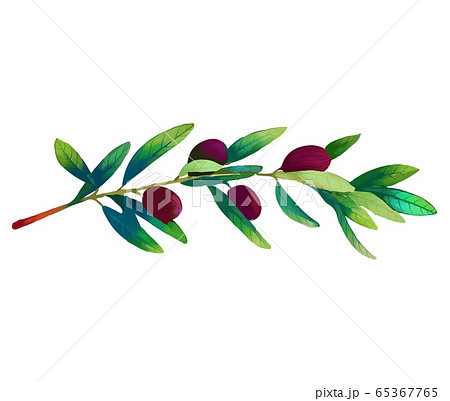 木の実 ナット 堅果 65367765