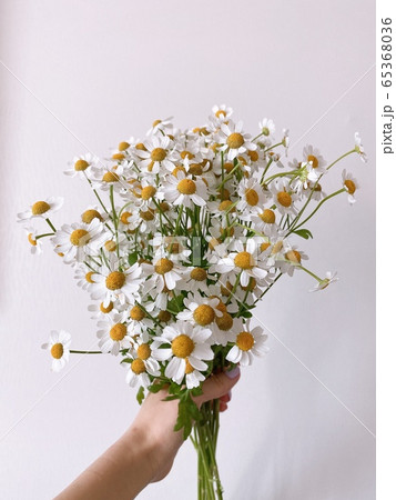 花 春 65368036