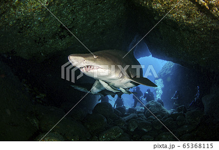 小笠原 シロワニ④ 小笠原 シロワニ④ 65368115