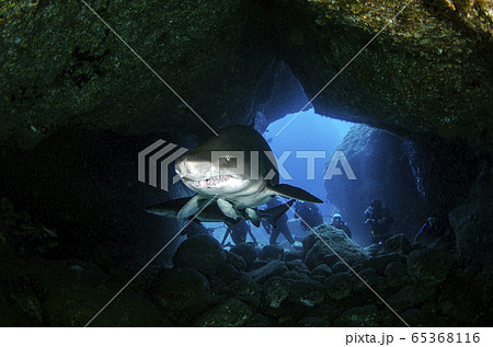 小笠原　シロワニ⑤ 65368116