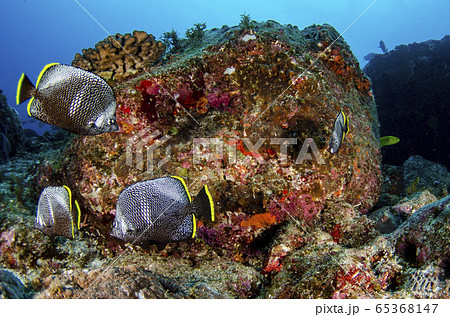 小笠原 ユウゼン 成魚 4匹 小笠原 ユウゼン 成魚 4匹 65368147