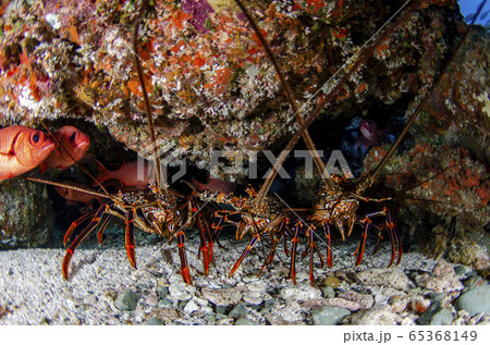 小笠原　アカイセエビ② 65368149