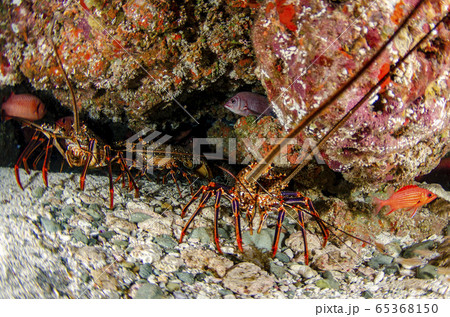 小笠原　アカイセエビ③ 65368150