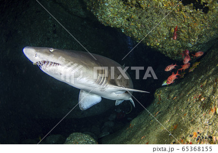 小笠原 シロワニ⑭ 小笠原 シロワニ⑭ 65368155