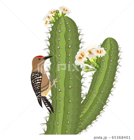 Gila woodpecker bird on saguaro cactus in desert wildlife. Vector 65368401