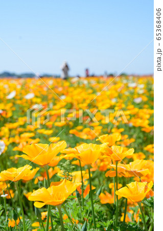 ポピーの花 ポピーの花 65368406