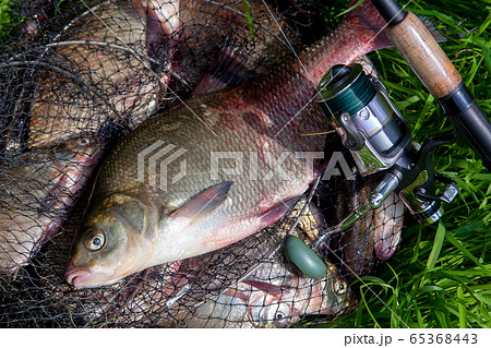 Successful fishing - big freshwater bream fish Successful fishing - big freshwater bream fish 65368443