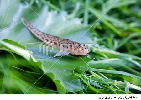 Close up view of freshwater bullhead fish or round Close up view of freshwater bullhead fish or round 65368447