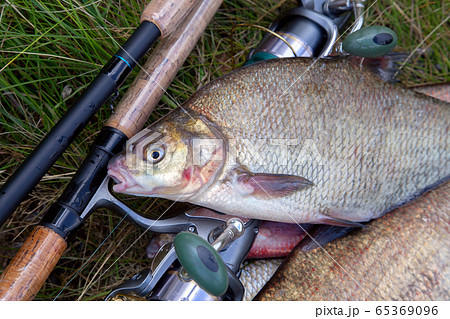 Close up view of big freshwater common bream fish 65369096
