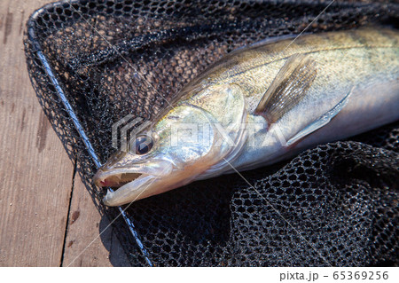 Freshwater zander and fishing equipment lies on Freshwater zander and fishing equipment lies on 65369256