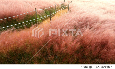 ピンクミュルリ 公園 道 65369467