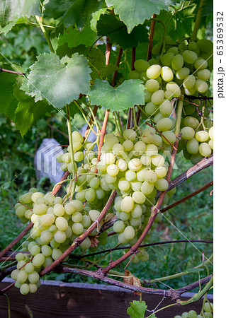 Fresh ripe juicy grapes in bunches growing on Fresh ripe juicy grapes in bunches growing on 65369532