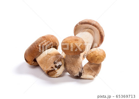 Several porcini mushrooms known as boletus edulis 65369713