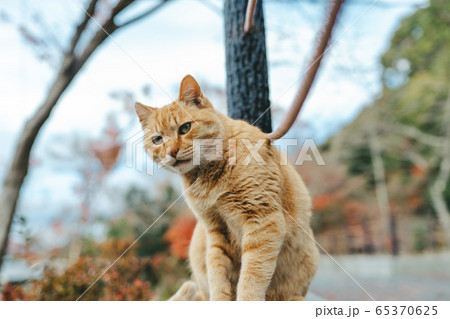 京都・哲学の道の野良猫 65370625