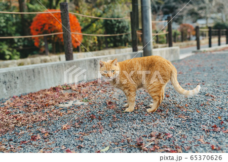京都・哲学の道の野良猫 京都・哲学の道の野良猫 65370626
