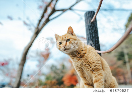 京都・哲学の道の野良猫 京都・哲学の道の野良猫 65370627