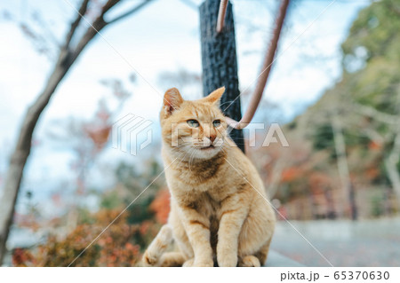 京都・哲学の道の野良猫 65370630
