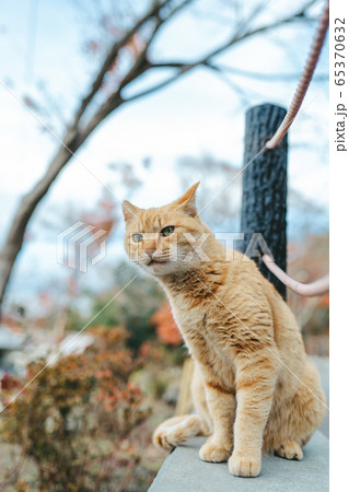 京都・哲学の道の野良猫 京都・哲学の道の野良猫 65370632