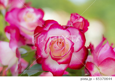 ジュビレ ドゥ プリンス ドゥ モナコ ジュビレ ドゥ プリンス ドゥ モナコ 65370644