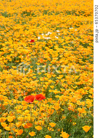 ポピーの花畑 ポピーの花畑 65370702