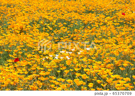 ポピーの花畑 ポピーの花畑 65370709