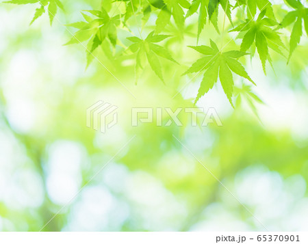5月の光に輝く新緑のもみじの葉　5月 65370901