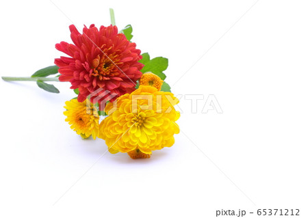 菊 花 植物 65371212