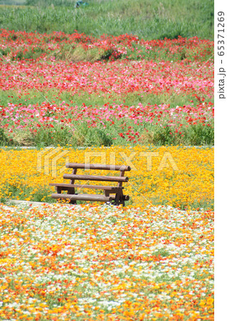 ポピーの花畑 65371269