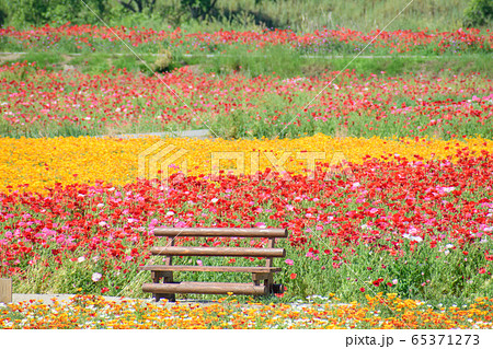 ポピーの花畑の写真素材