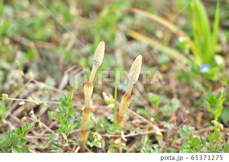 【土筆】 65371275