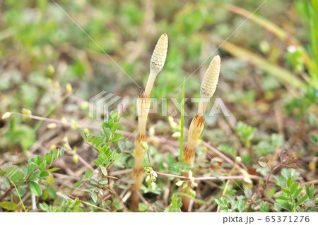 【土筆】 65371276