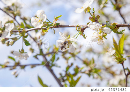 Honeybee on white flower of cherry tree collecting 65371482