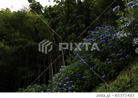 紫陽花と竹と・・・ 紫陽花と竹と・・・ 65371483