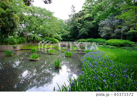 【島根】出雲大社の浄の池に咲く菖蒲 65371572