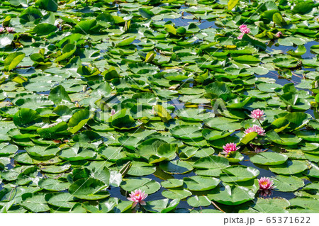 福島県　南湖公園　白河市民の憩いの場穴場人気スポット　日本最古の公園 65371622