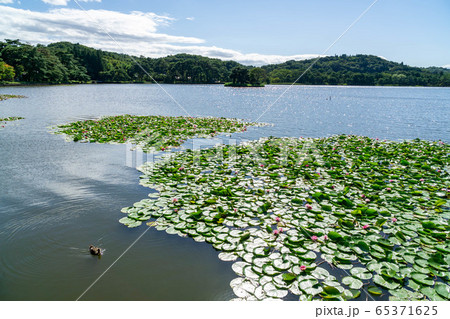 福島県 南湖公園 白河市民の憩いの場穴場人気スポット 日本最古の公園 福島県 南湖公園 白河市民の憩いの場穴場人気スポット 日本最古の公園 65371625