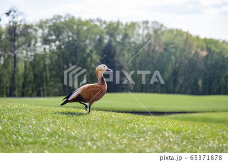 Ruddy Shelduck in the park. The ruddy shelduck, known in India as the Brahminy duck, is a member of the family Anatidae. Ruddy Shelduck in the park. The ruddy shelduck, known in India as the Brahminy duck, is a member of the family Anatidae. 65371878