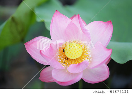 Pink lotus flower with bee under sunlight  65372131