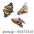 Monarch yellow butterfly on transparent background. Flying butterfly. Icon set. 3d illustration. 65372310