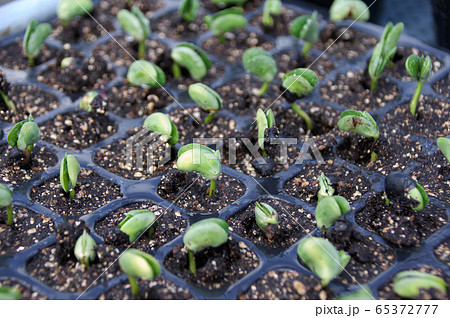 大豆の発芽 大豆の発芽 65372777