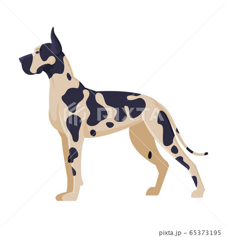 Dalmatian Purebred Dog, Pet Animal, Side View Vector Illustration Dalmatian Purebred Dog, Pet Animal, Side View Vector Illustration 65373195