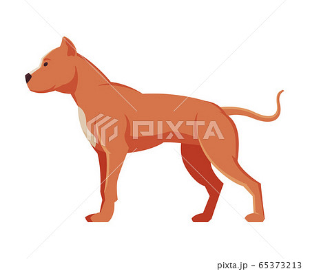 American Bandog Purebred Dog, Pet Animal, Side View Vector Illustration American Bandog Purebred Dog, Pet Animal, Side View Vector Illustration 65373213
