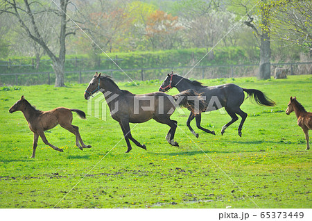 サラブレッドの親子 65373449