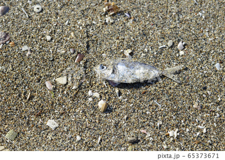 砂浜に打ち上げられ乾燥した小魚の写真素材