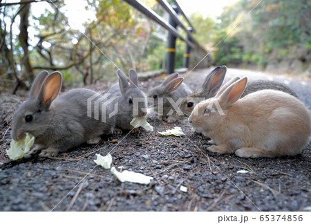 大久野島にて子うさぎのランチ 大久野島にて子うさぎのランチ 65374856