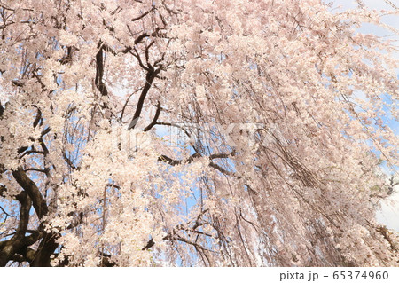 京都の枝垂れ桜2020-10- 京都の枝垂れ桜2020-10- 65374960