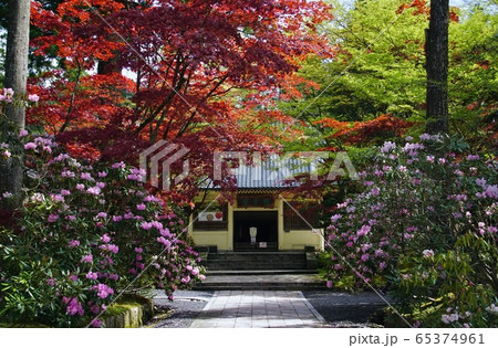 高野山霊宝館前のシャクナゲの花　和歌山県伊都郡高野町 65374961