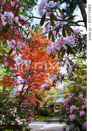 高野山霊宝館前のシャクナゲの花 和歌山県伊都郡高野町 高野山霊宝館前のシャクナゲの花 和歌山県伊都郡高野町 65374989